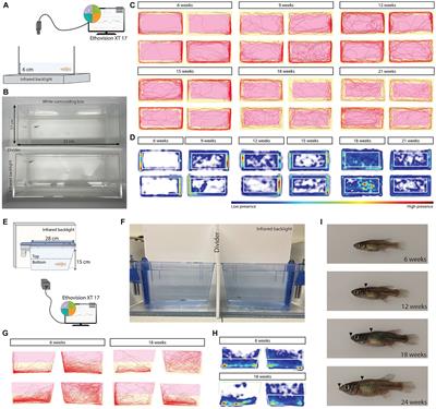 Age-related alterations in the behavioral response to a novel environment in the African turquoise killifish (Nothobranchius furzeri)